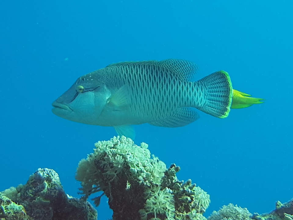 Sonstiges Pickalbatros Oasis Hotel - Port Ghalib