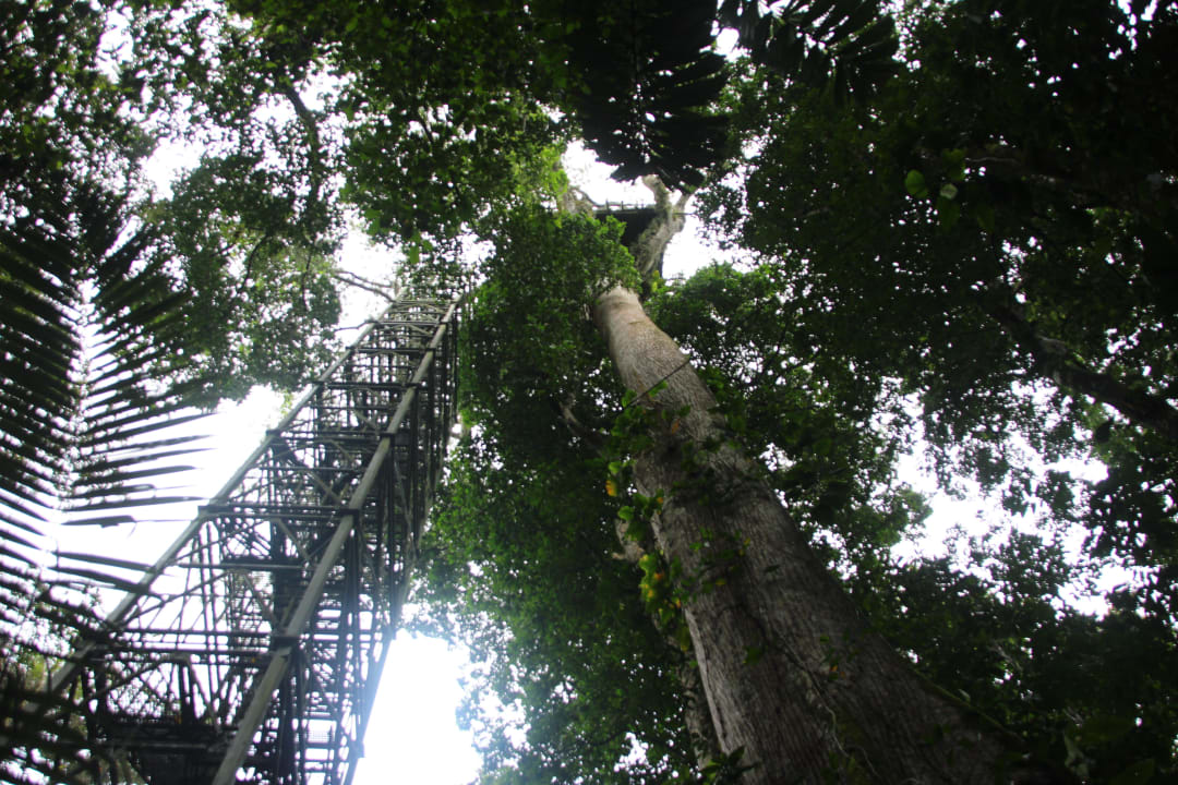 Canopy-Tower Napo Wildlife Center