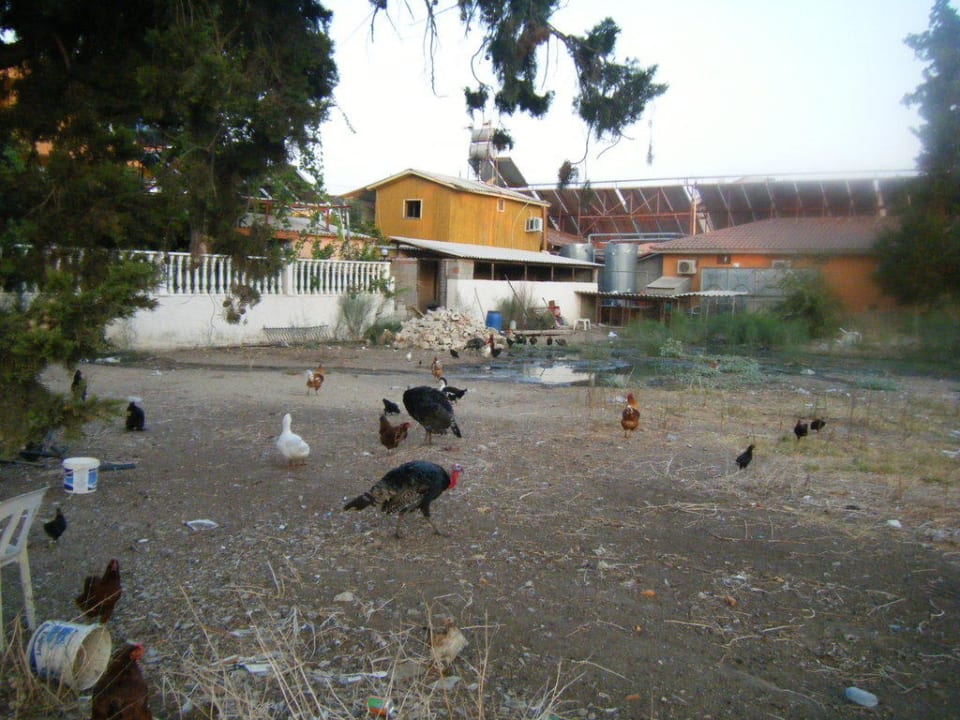 Özlem Garden Rückansicht Özlem Garden Hotel