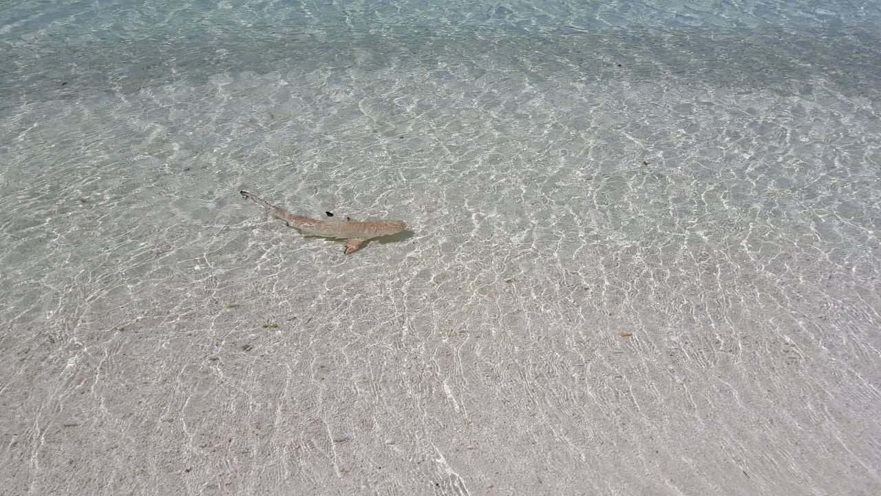 Babyhai vor Bungalow 117 Sun Siyam Vilu Reef