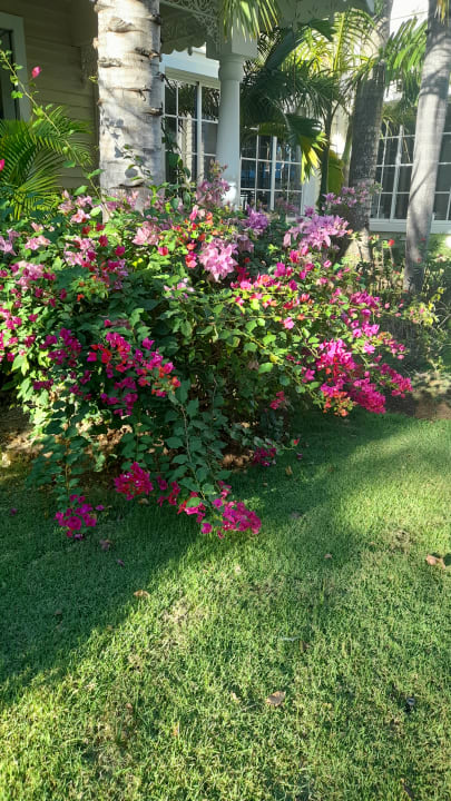 Gartenanlage Bahia Principe Luxury Bouganville