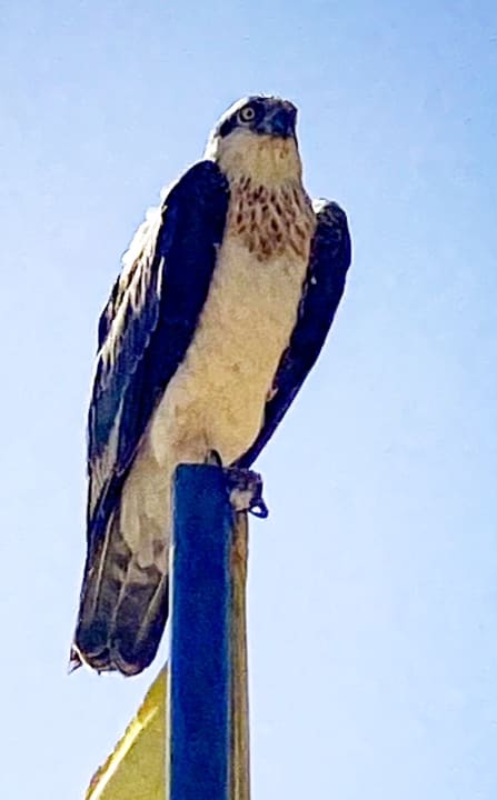 Sonstiges Steigenberger Coraya Beach - Adults only