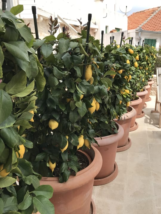 Gartenanlage Hotel Lemongarden