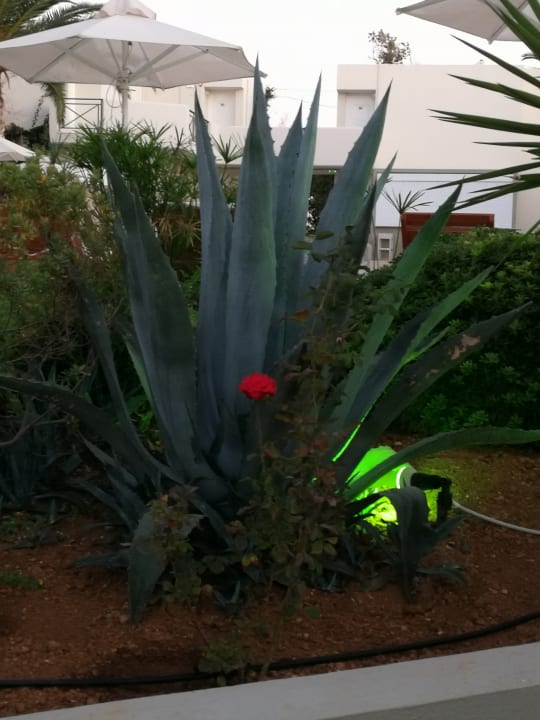 Gartenanlage HARPIN Georgioupolis Resort Aquapark & SPA