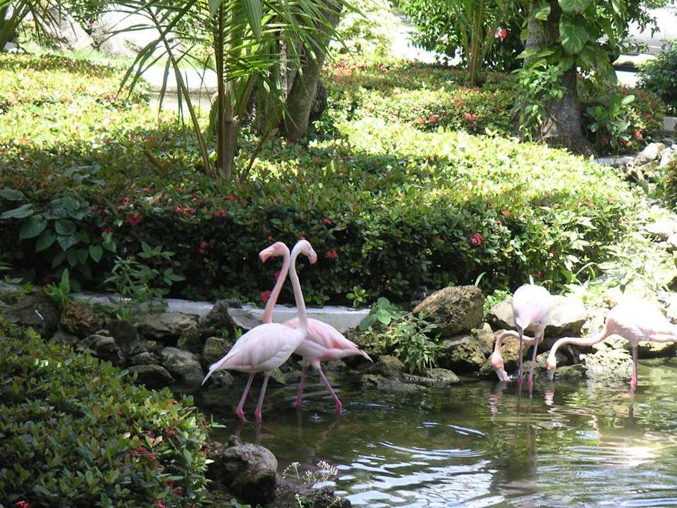 Teich mit Flamingos Grand Palladium Select Bávaro Resort & Spa