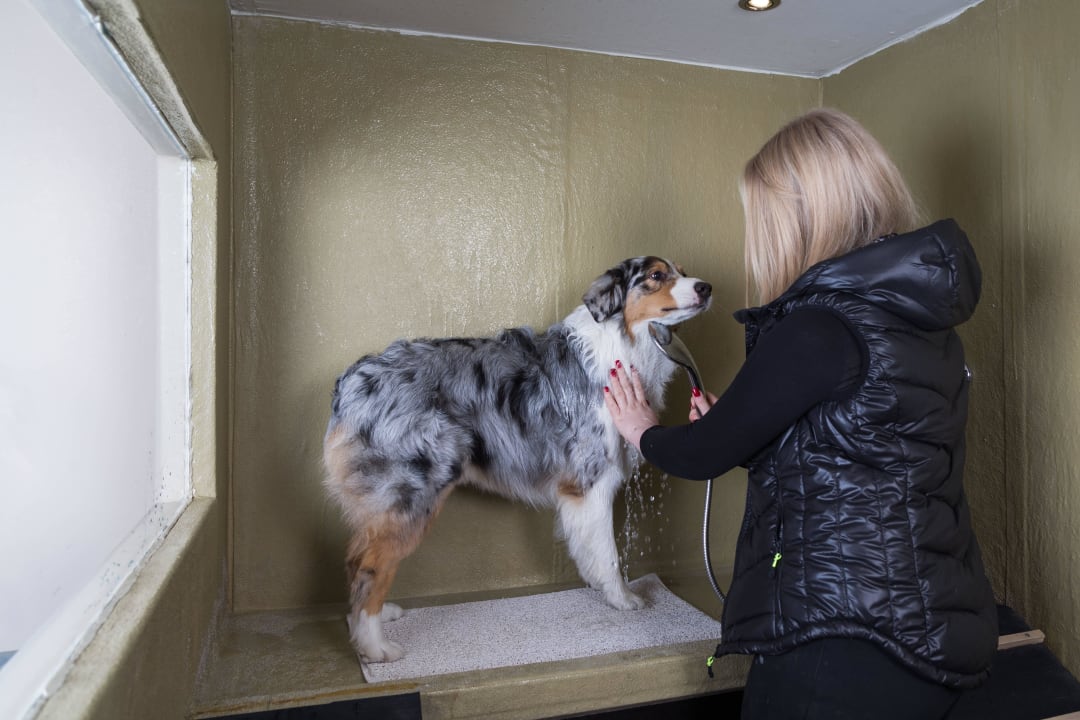 Hundedusche  Hotel Grimming