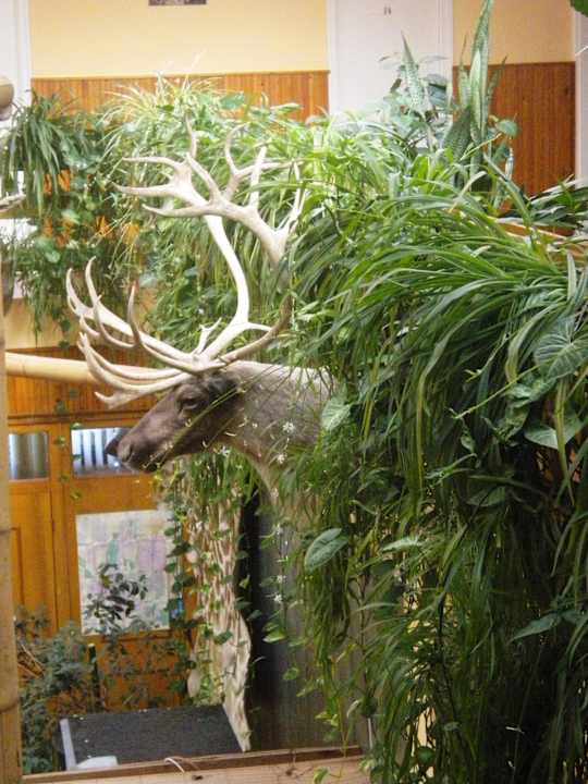 Hotel Jungle Hotel Dzsungel