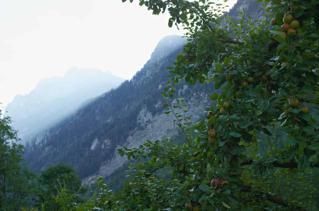 Der Apfelgarten am Morgen Hotel Zur Schanz