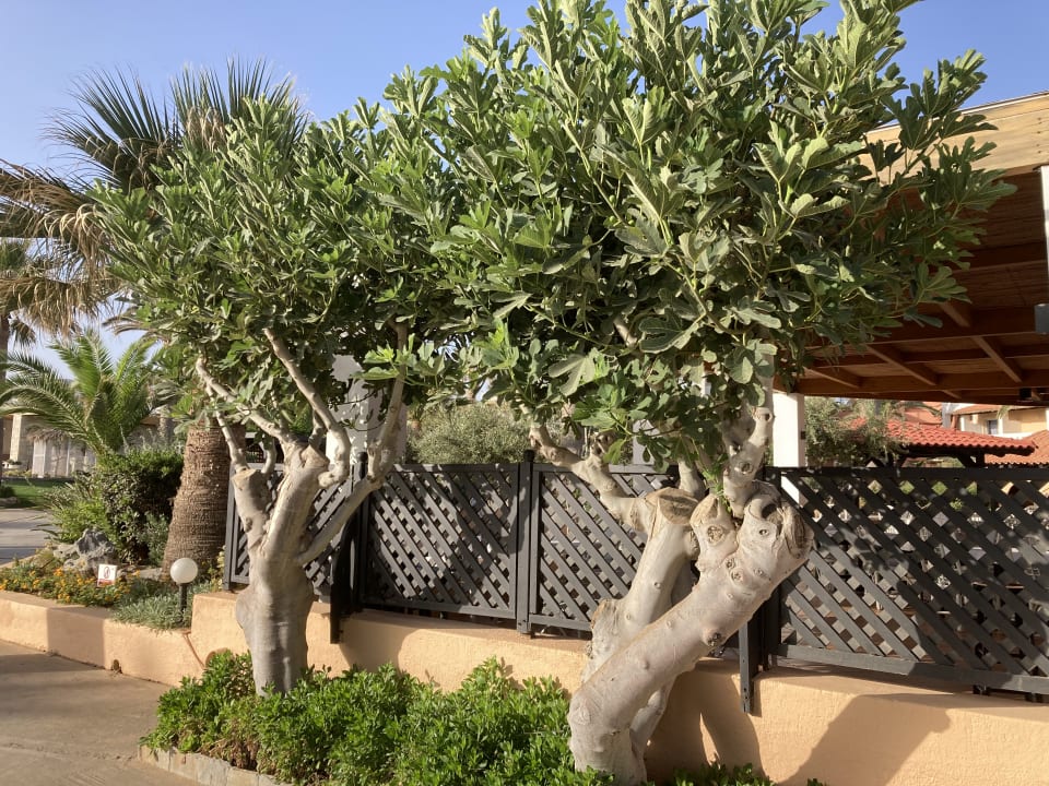 Gartenanlage Anissa Beach & Village