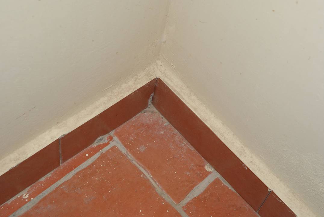 Jaszczurka na tarasie  Regency Plaza Aqua Park & Spa