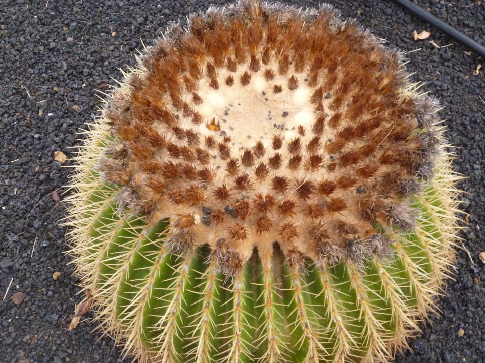 Schwiegermuttersitz La Palma Princess