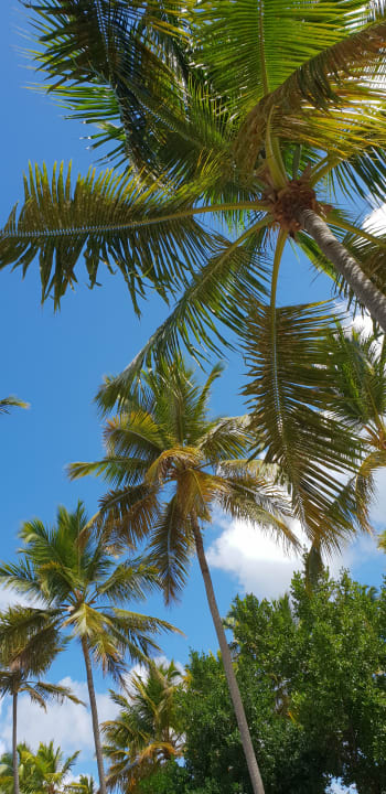 Gartenanlage Wyndham Alltra Samana