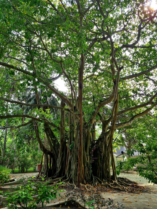 Gartenanlage Adaaran Select Hudhuran Fushi - Premium All Inclusive