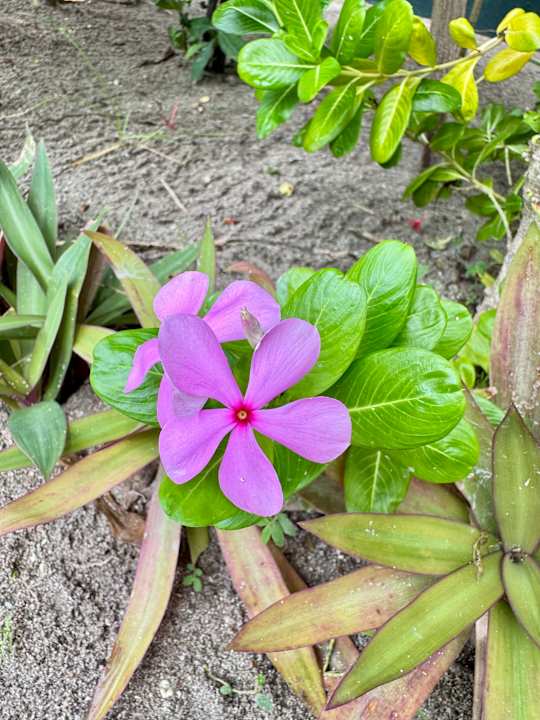 Gartenanlage Ifuru Island Maldives