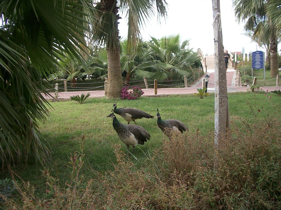 Man erkennt die Tierliebe des Besitzers Seaden Sea World Resort & Spa