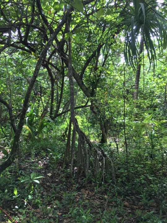 Gartenanlage NH Collection Maldives Reethi Resort