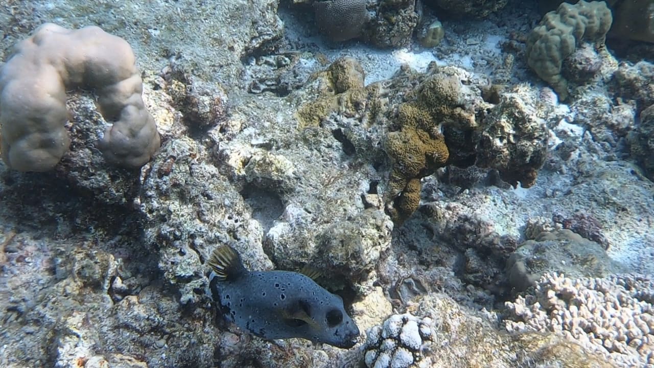 Sport & Freizeit NH Collection Maldives Reethi Resort