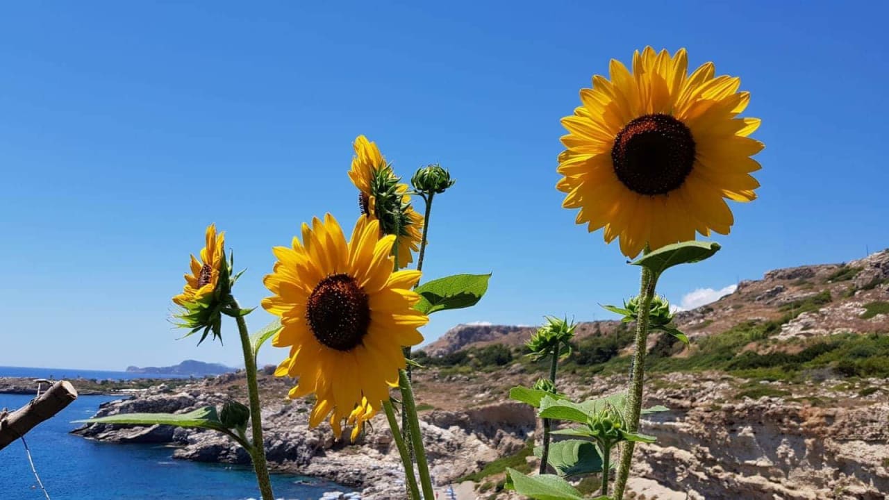 Sonstiges Hotel Kalithea Horizon Royal