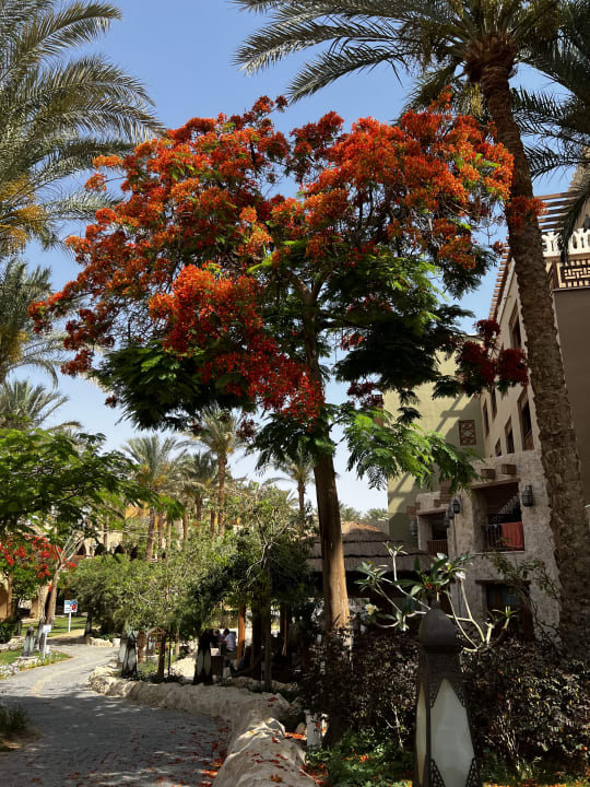 Gartenanlage Makadi Spa - Adults only