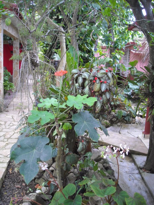 Überbordende Vegetation Hostel Los Sauces