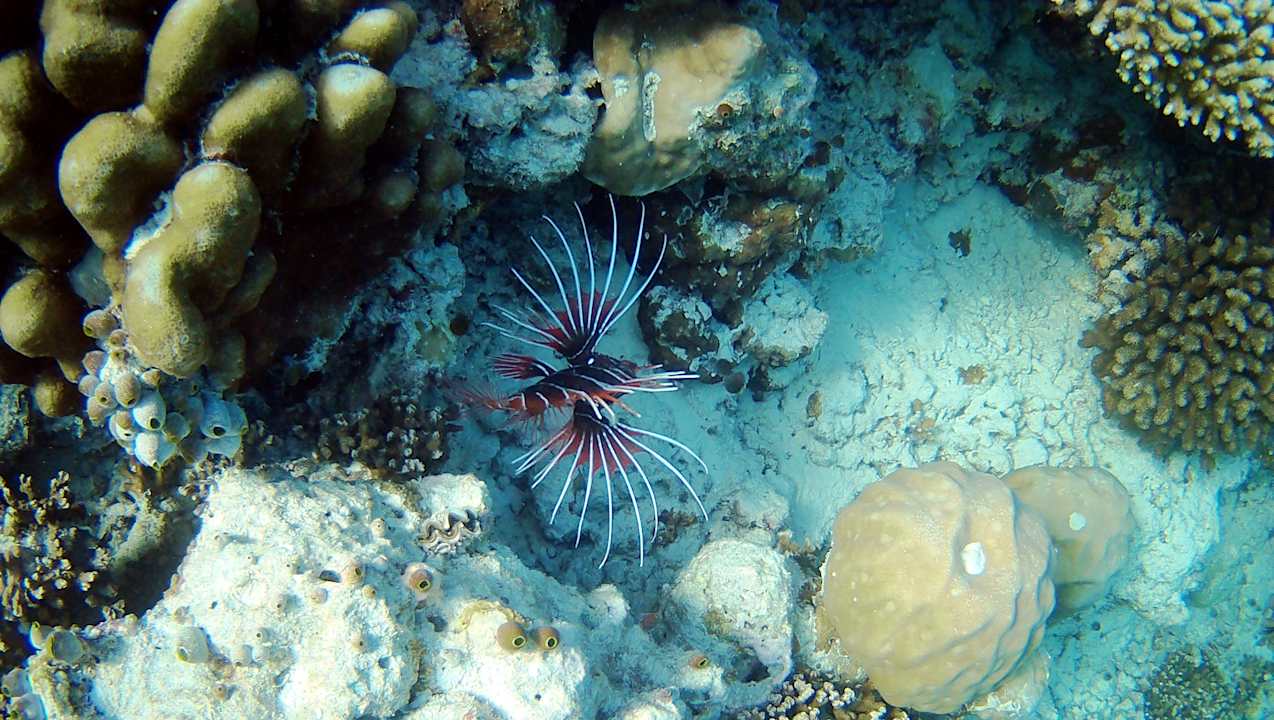 Sonstiges Vilamendhoo Island Resort & Spa