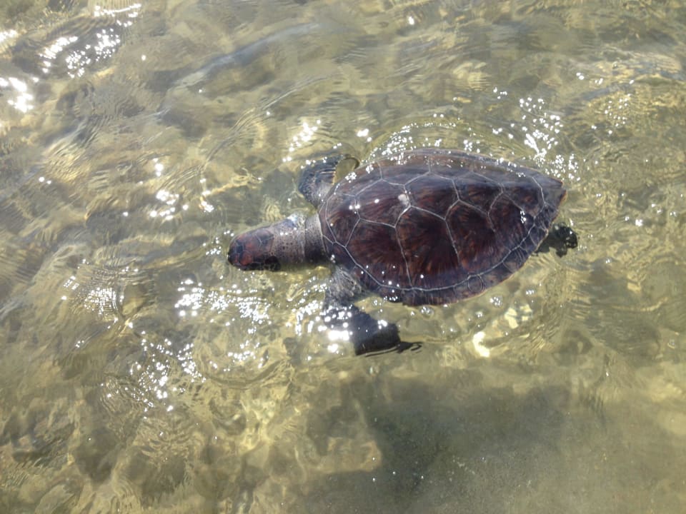 Ook schildpadden kom je tegen Ramada Resort by Wyndham Side