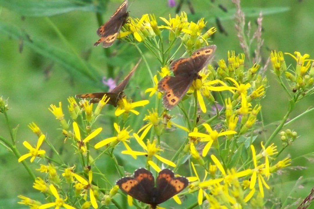 Schmetterlinge Frongahof Eckerl Böhmzwiesel