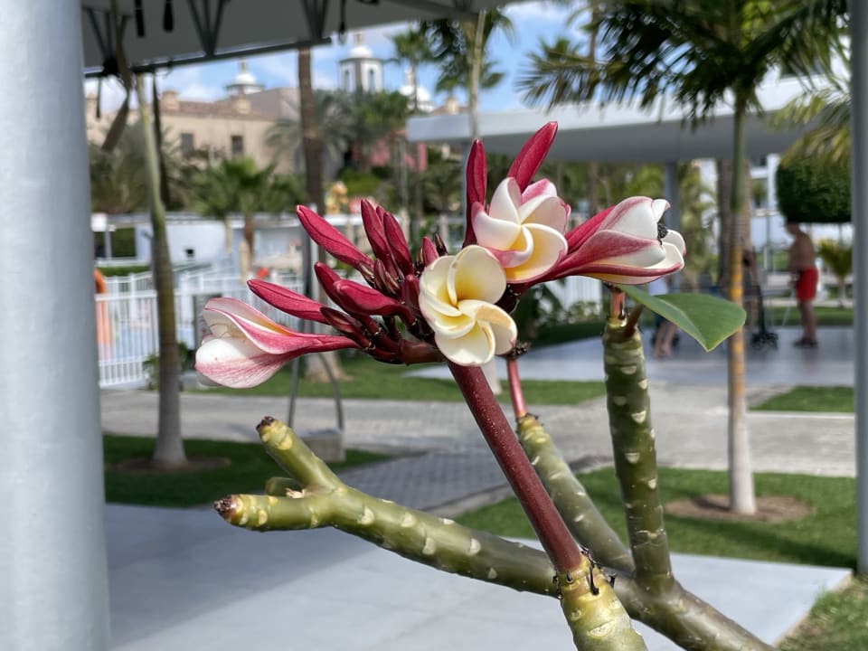 Gartenanlage Hotel Riu Gran Canaria