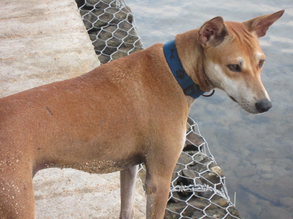 Beach Dog Occidental Eden Beruwala, a member of Barcelo Hotel Group