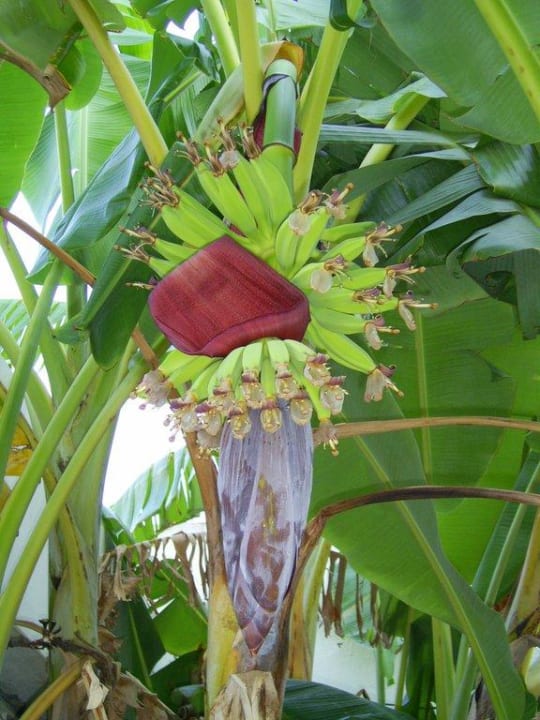 Bananen im Hotelgarten Hotel El Mouradi Skanes Beach