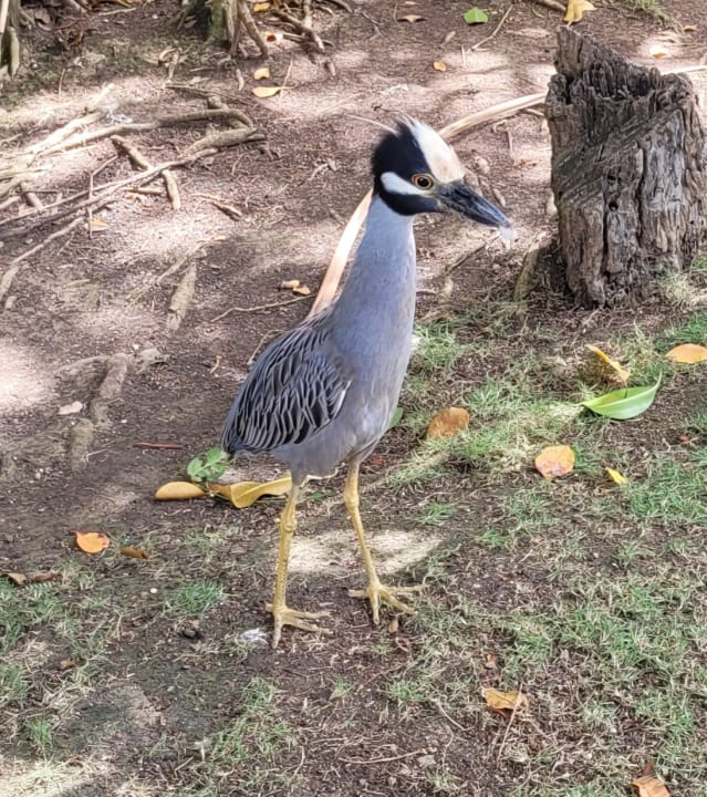 Gartenanlage Caribe Deluxe Princess