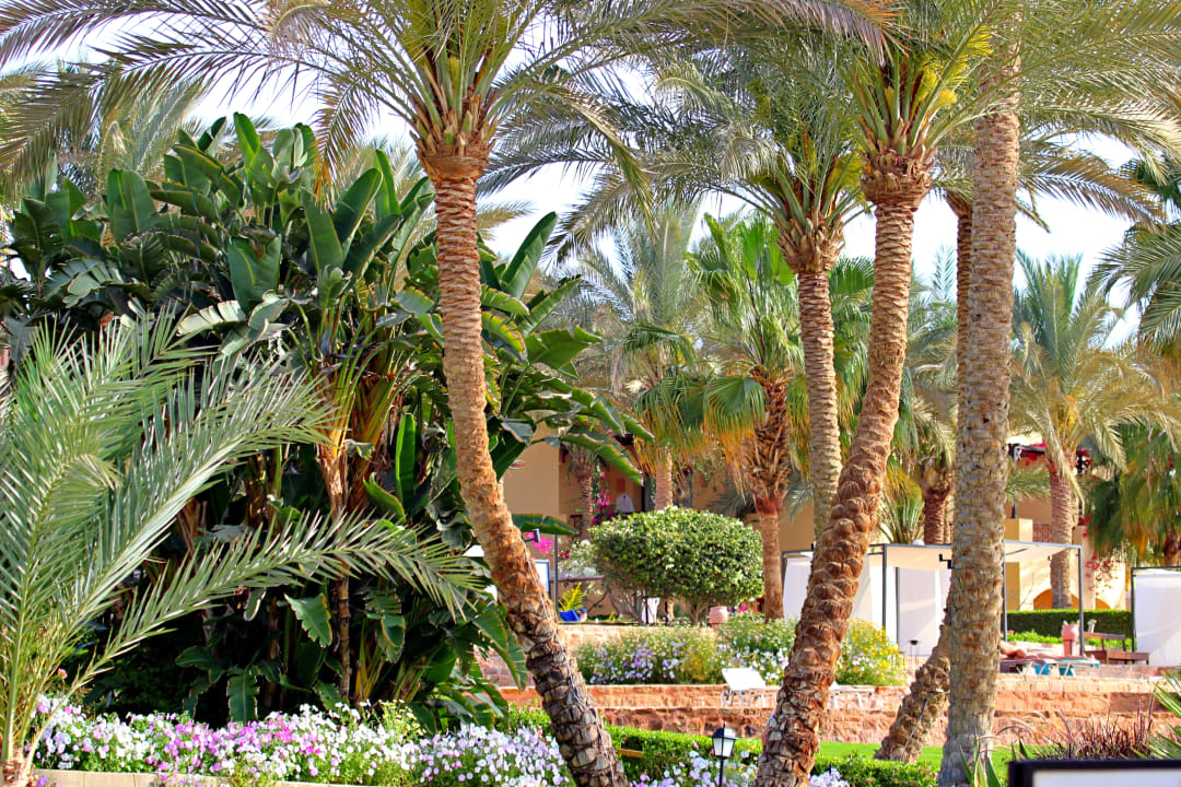 Gartenanlage Steigenberger Coraya Beach - Adults only