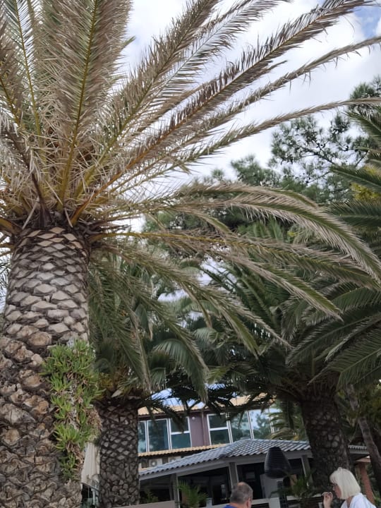 Gartenanlage Alexandra Beach Thassos Spa Resort