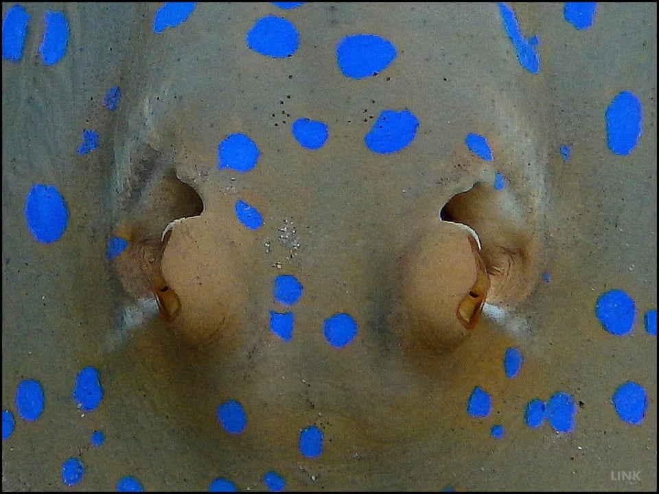 Blaupunktrochen Siva Golden Bay Makadi