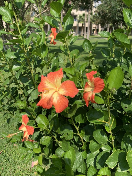 Gartenanlage Labranda Alantur Resort