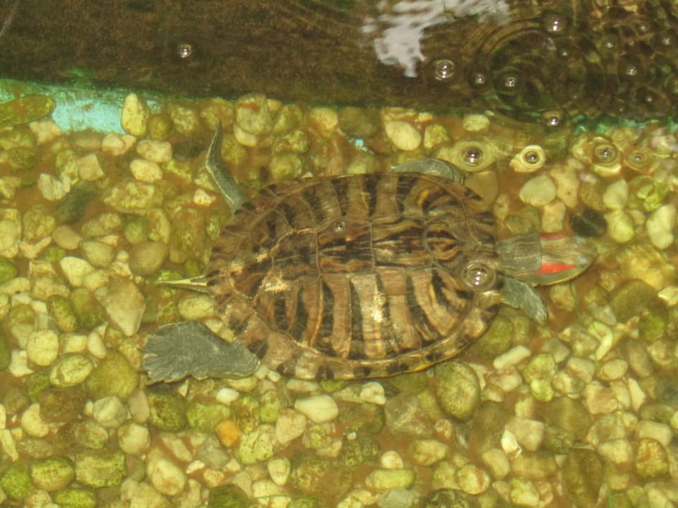Bachlauf in der Euro-Tropic-Halle Eurostrand Resort Lüneburger Heide