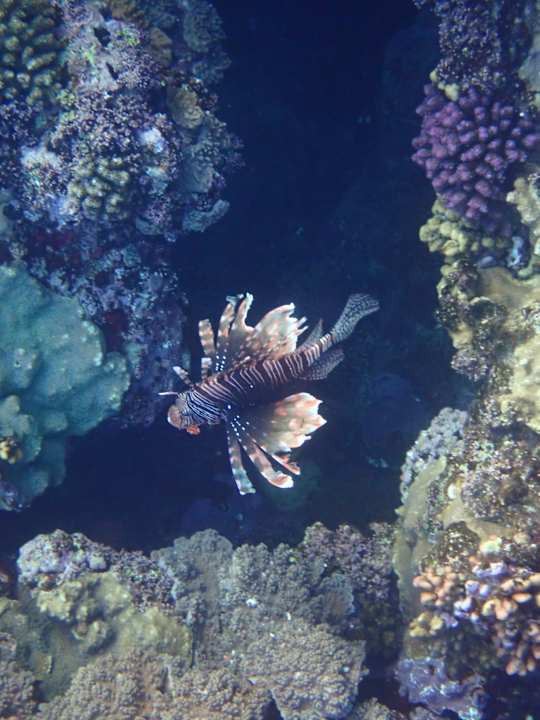 Strand Utopia Beach Club