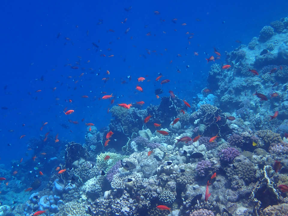 Strand Steigenberger Coraya Beach - Adults only