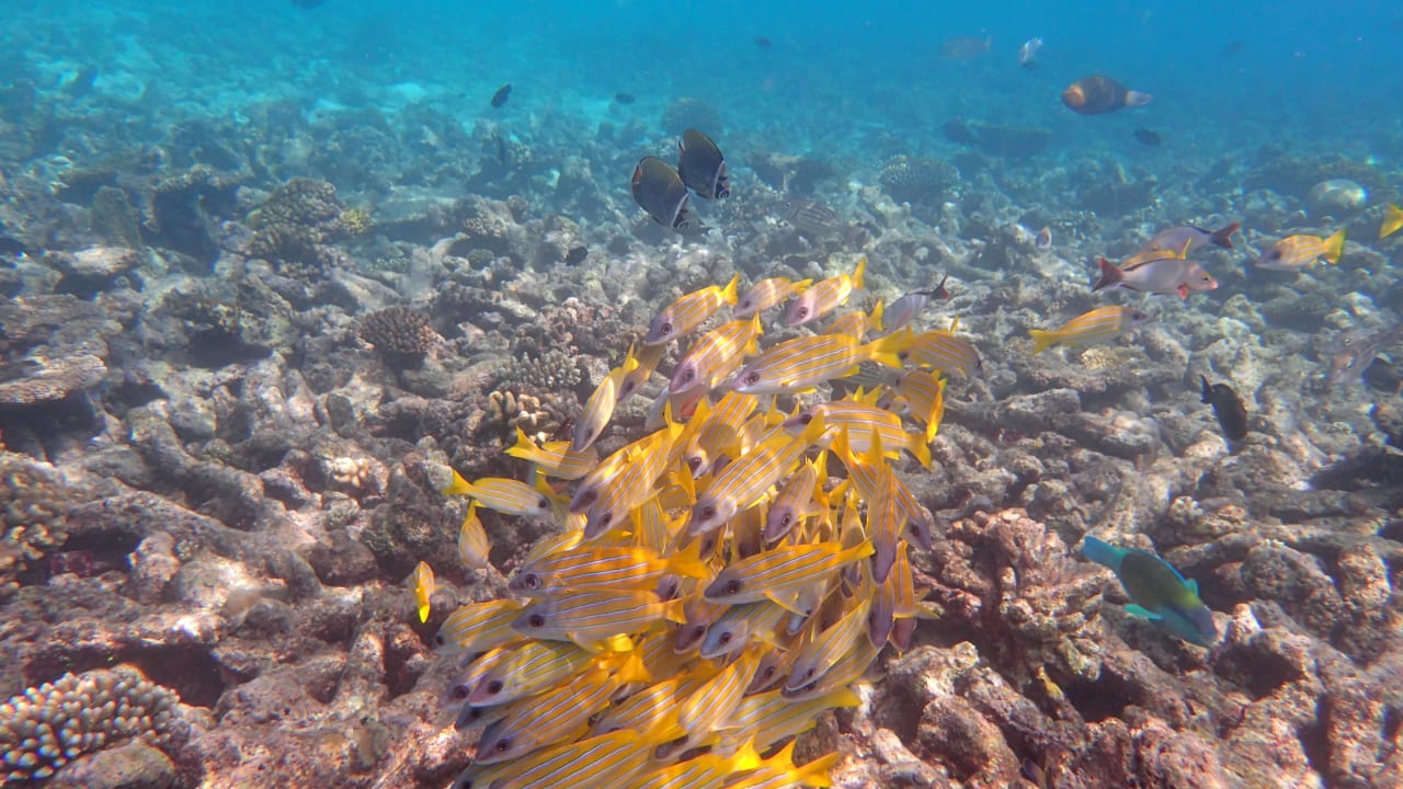 Unterwasserwelt "Südseite" Kuredu Island Resort & Spa