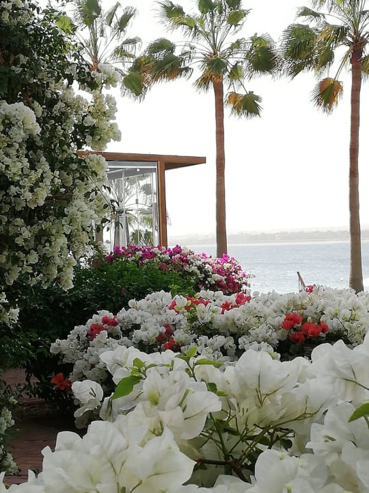 Gartenanlage Fort Arabesque Resort, Spa & Villas