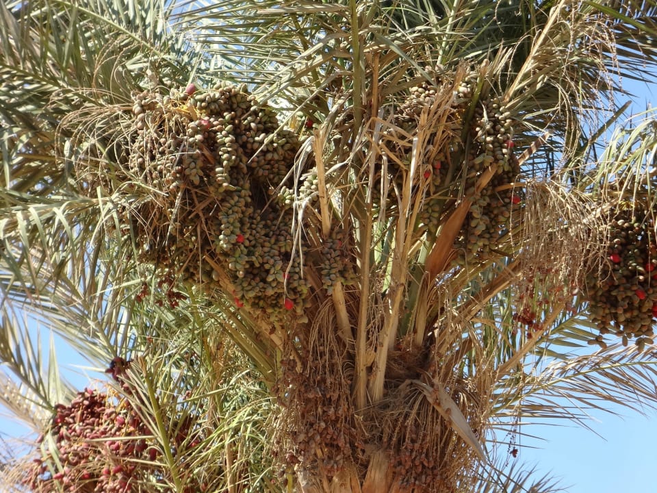 Пальма Siva Golden Bay Makadi