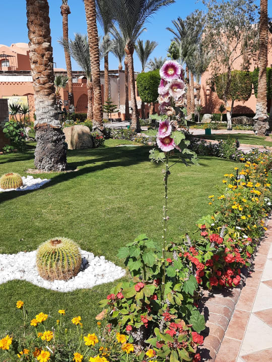 Gartenanlage Jaz Makadi Oasis Resort