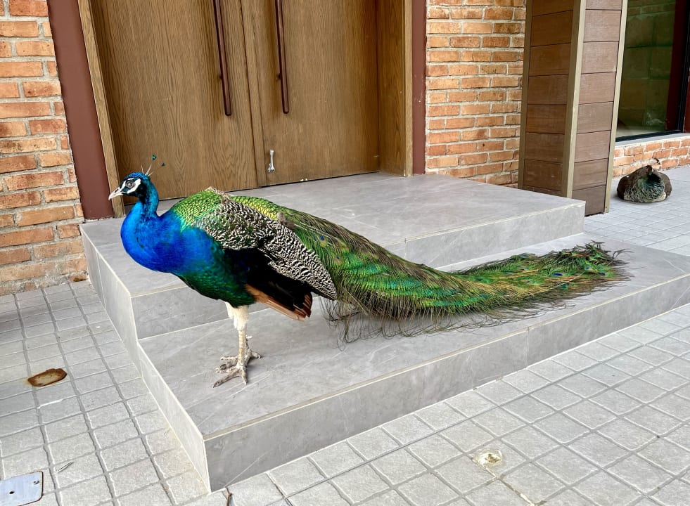 Sonstiges Tropical Deluxe Princess