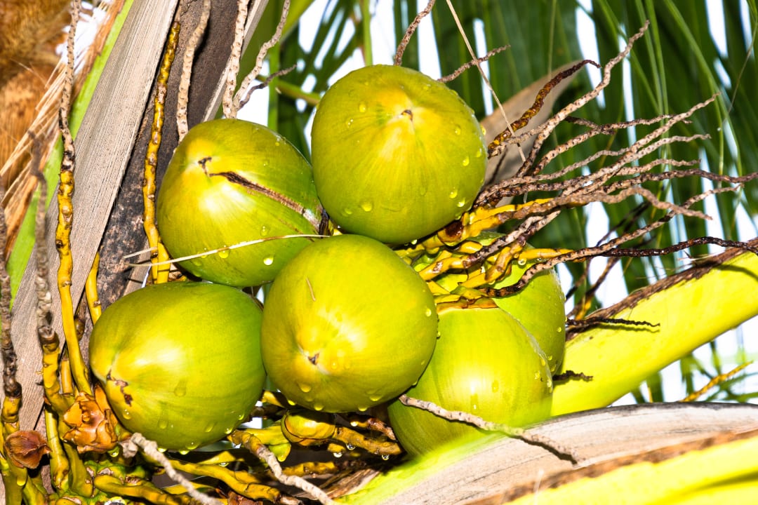 Gartenanlage Adaaran Select Meedhupparu Island Resort - Premium All Inclusive