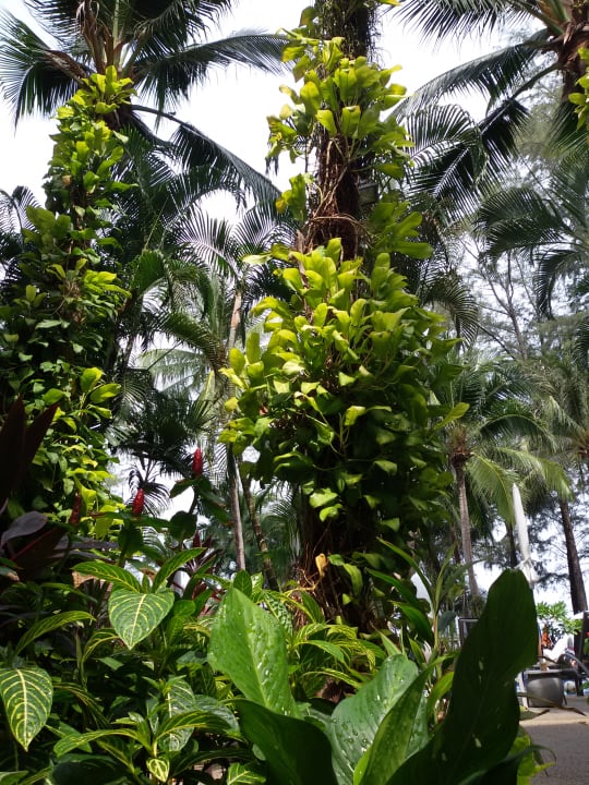 Gartenanlage Best Western Premier Bangtao Beach Resort & Spa