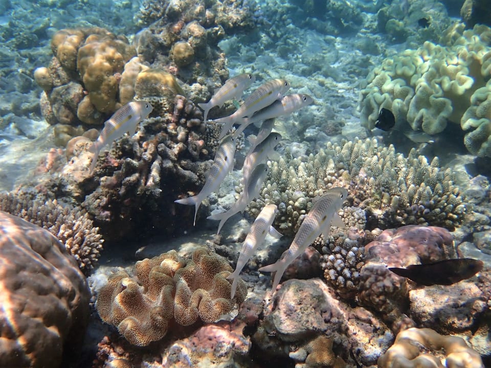 Sport & Freizeit Filitheyo Island Resort