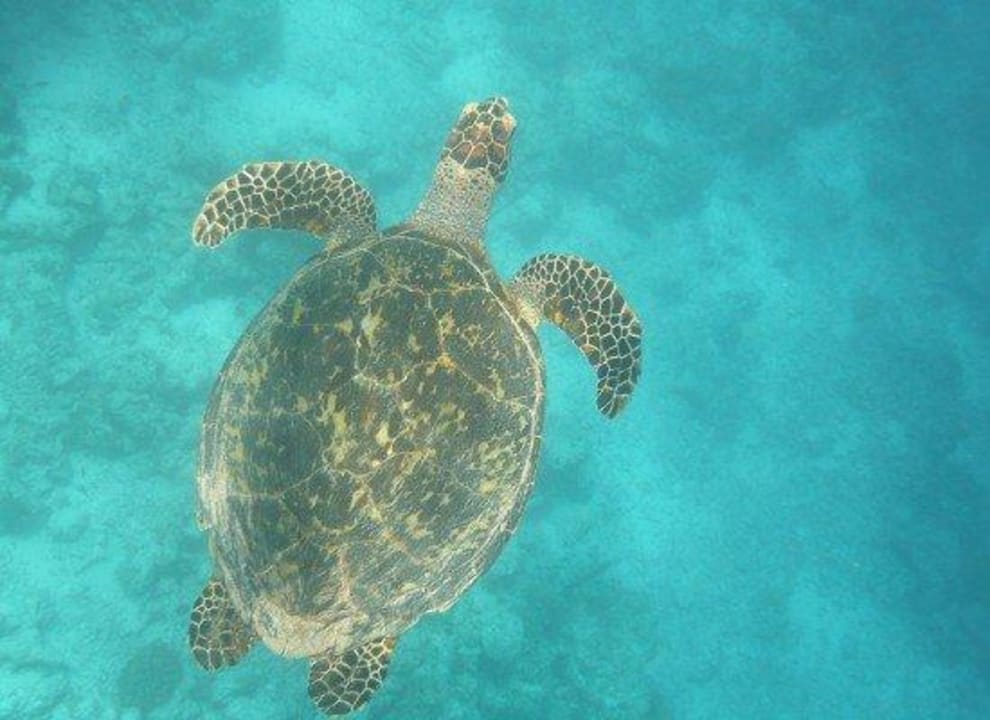 Schildkröte Sun Siyam Vilu Reef
