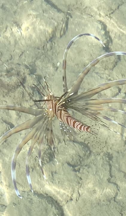 Sonstiges Steigenberger Coraya Beach - Adults only