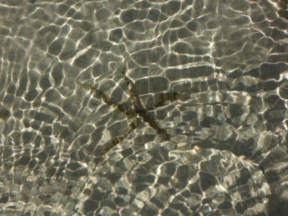 Seestern Hotel Gorgonia Beach Resort