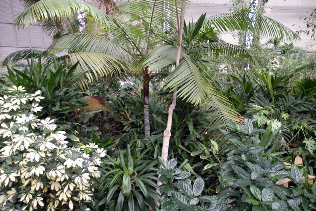 Im Tropenwald Tropical Islands Resort